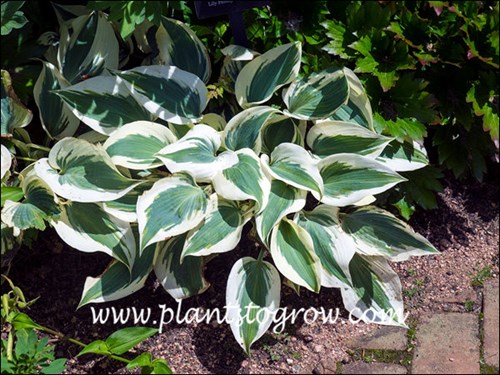 Hosta Blue Ivory